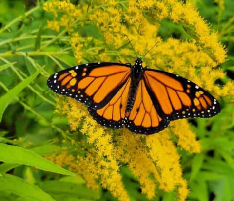 Whiterock Conservancy Offers Monarch Butterfly Tagging Aug. 24 - Times 